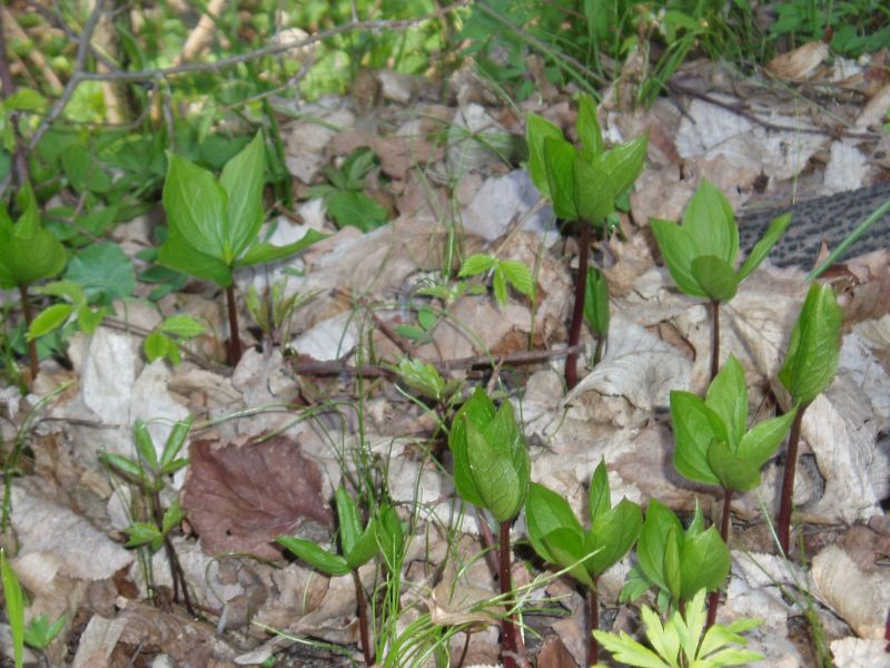 Image of Paris quadrifolia specimen.