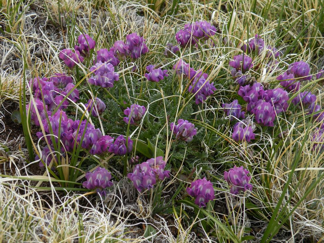 Image of Oxytropis lapponica specimen.