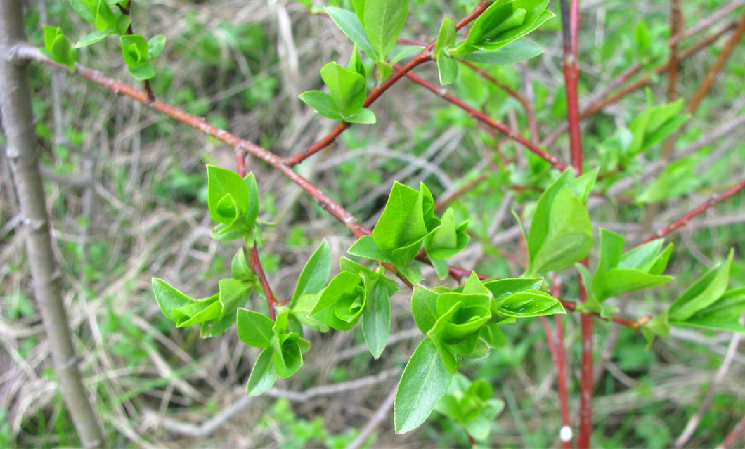 Image of Salix starkeana specimen.