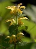 Galeobdolon luteum. Верхушка цветущего растения. Украинские Карпаты, Межигорский район, вблизи водопада Шипот. 27 мая 2011 г.