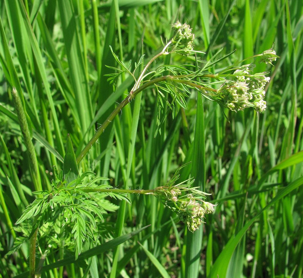 Изображение особи Chaerophyllum prescottii.