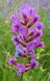 Oxytropis knjazevii