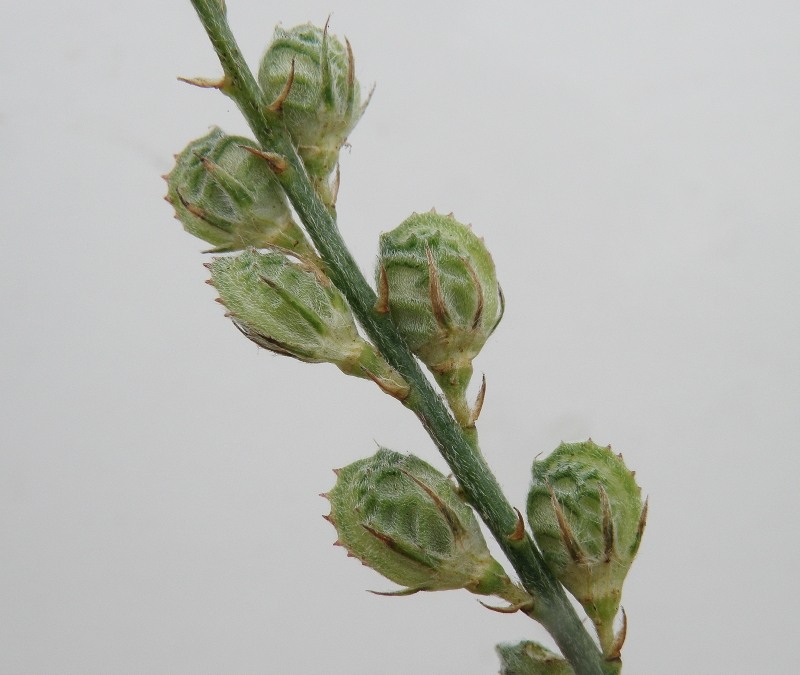 Изображение особи Onobrychis viciifolia.