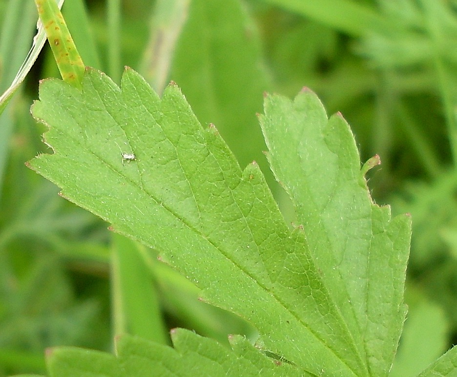 Image of Potentilla reptans specimen.