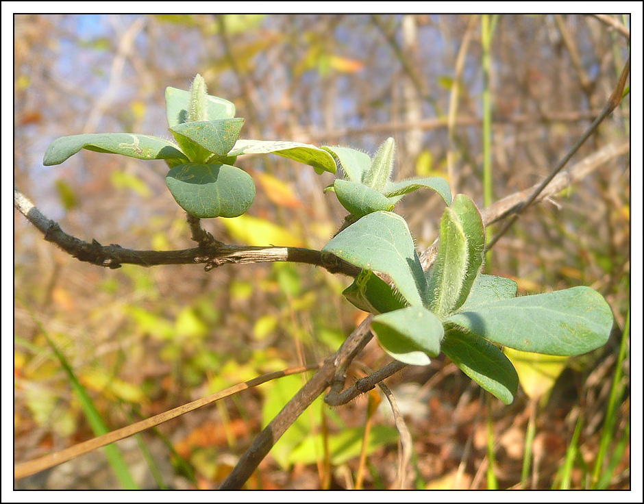 Image of Lonicera etrusca specimen.