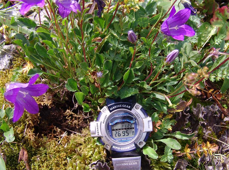 Image of Campanula bellidifolia specimen.