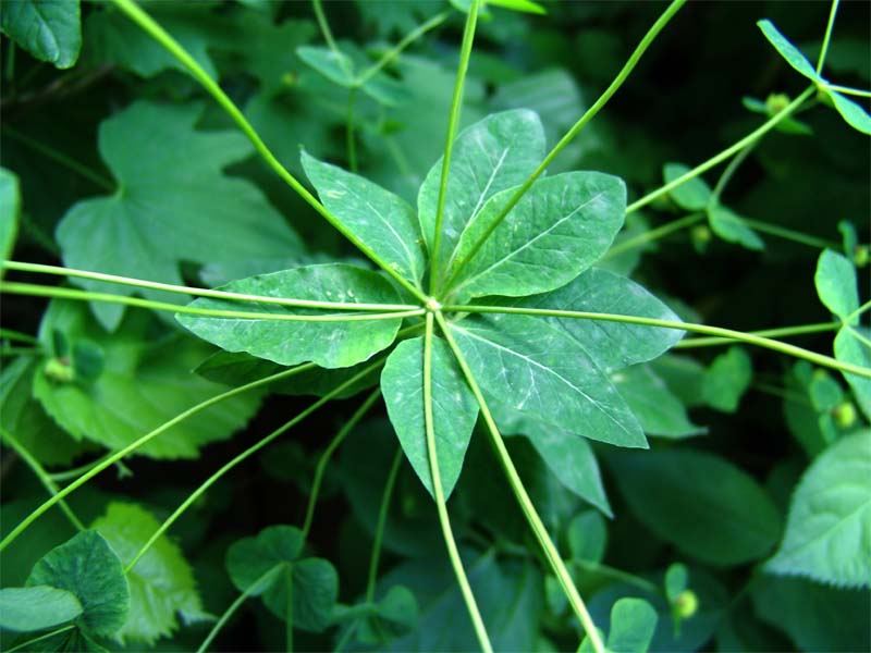 Image of Euphorbia squamosa specimen.