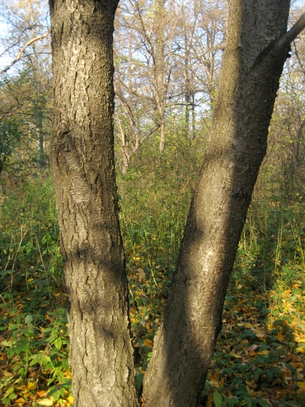 Image of Betula maximowicziana specimen.