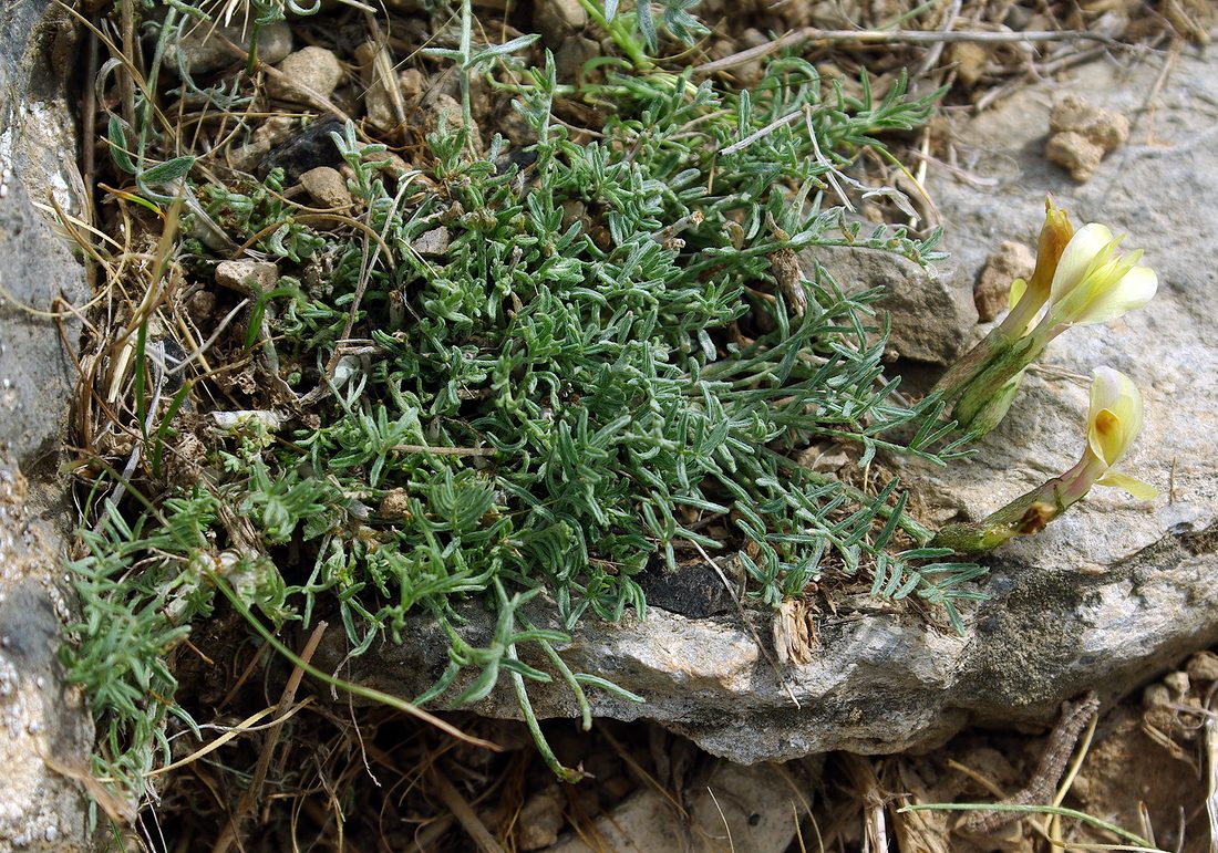 Изображение особи Astragalus dianthus.