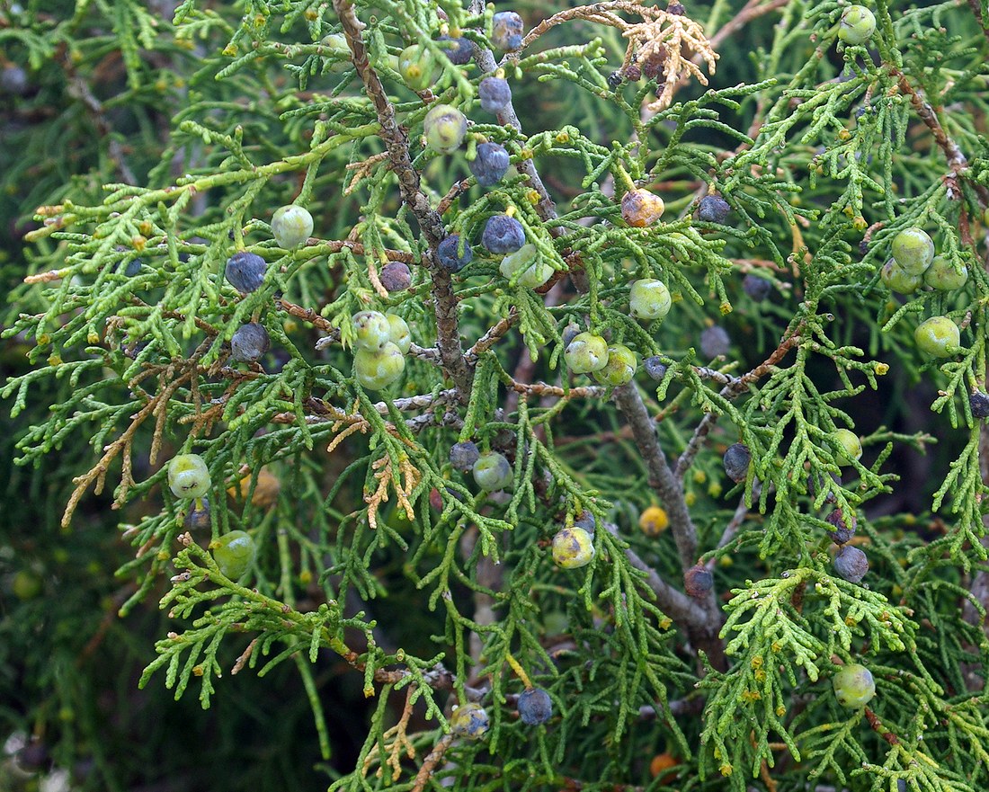 Изображение особи Juniperus semiglobosa.