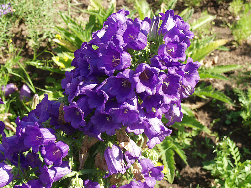 Image of Campanula medium specimen.