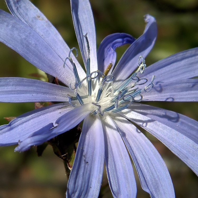 Image of Cichorium intybus specimen.