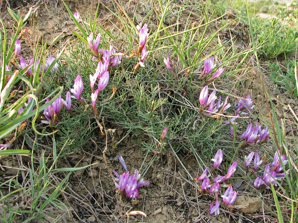 Изображение особи Astragalus subuliformis.