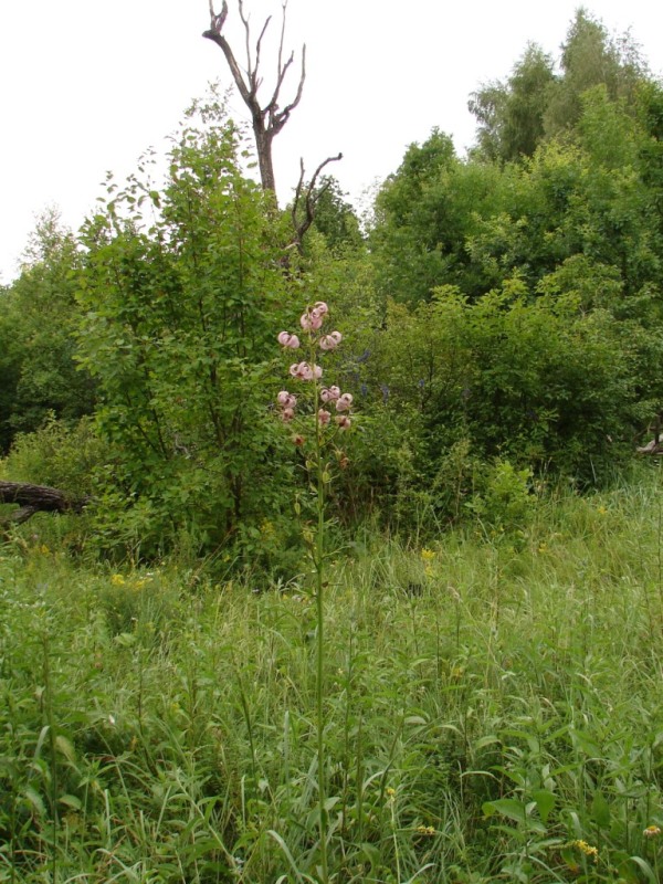 Image of Lilium martagon specimen.