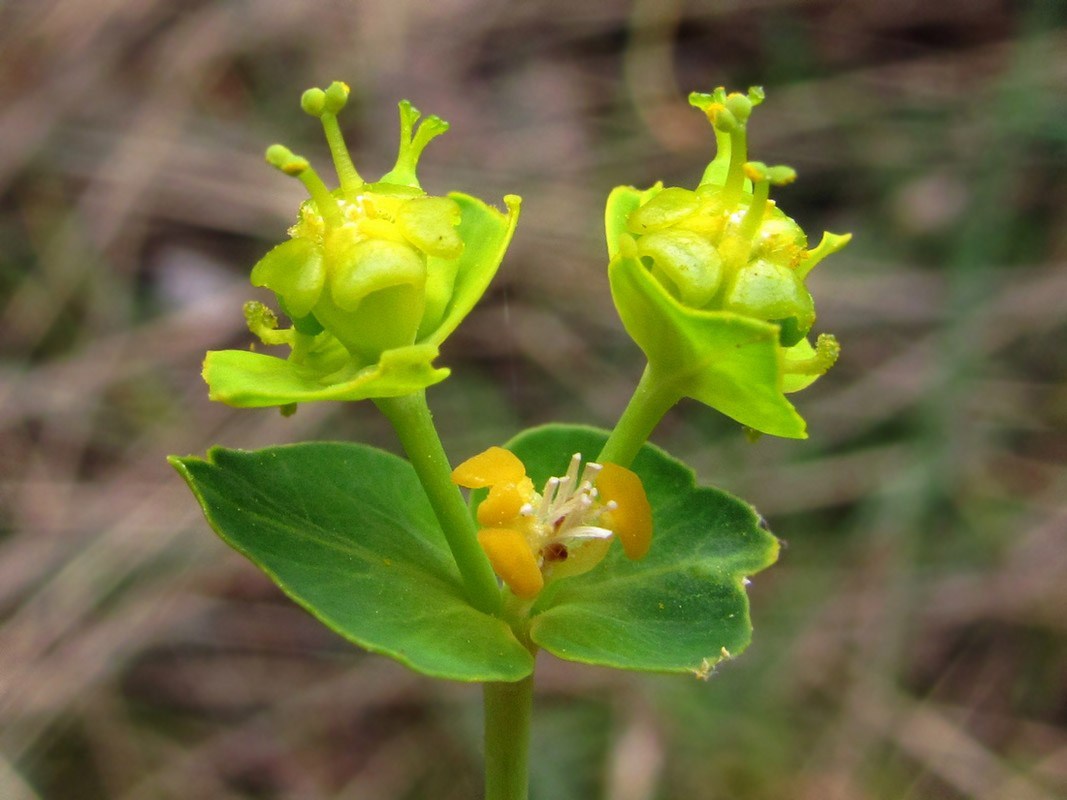 Image of Euphorbia agraria specimen.