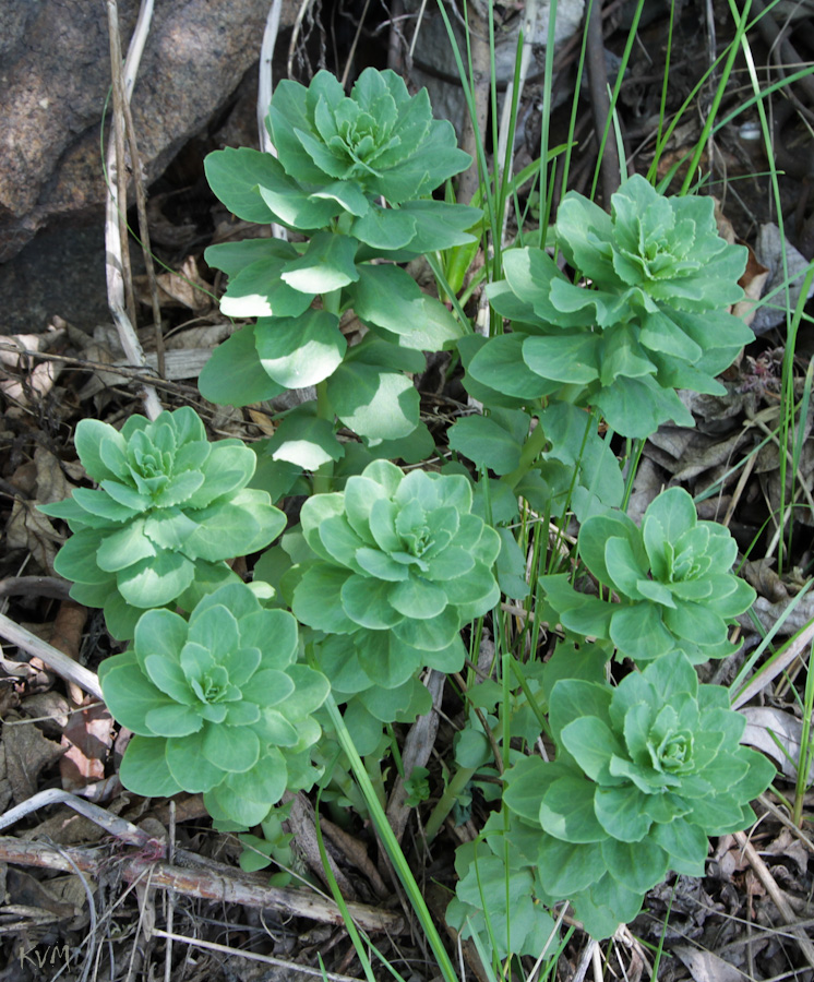 Изображение особи Hylotelephium triphyllum.