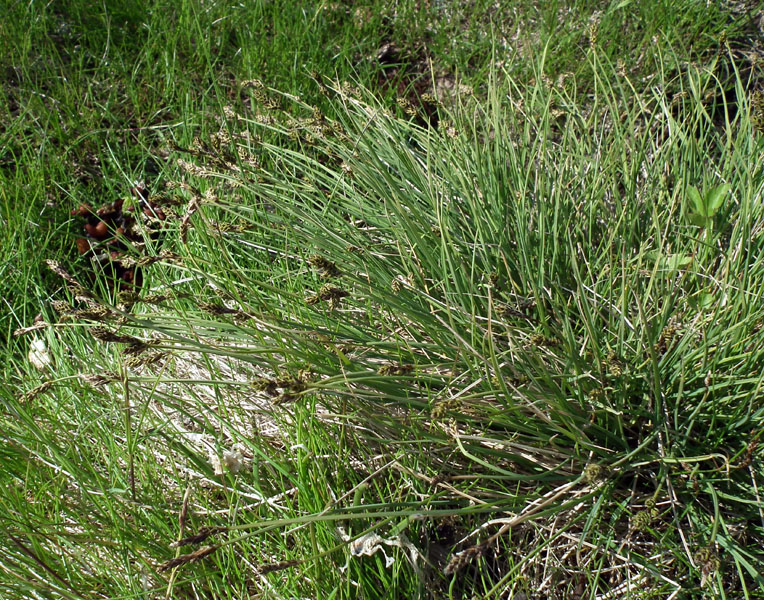 Image of genus Carex specimen.