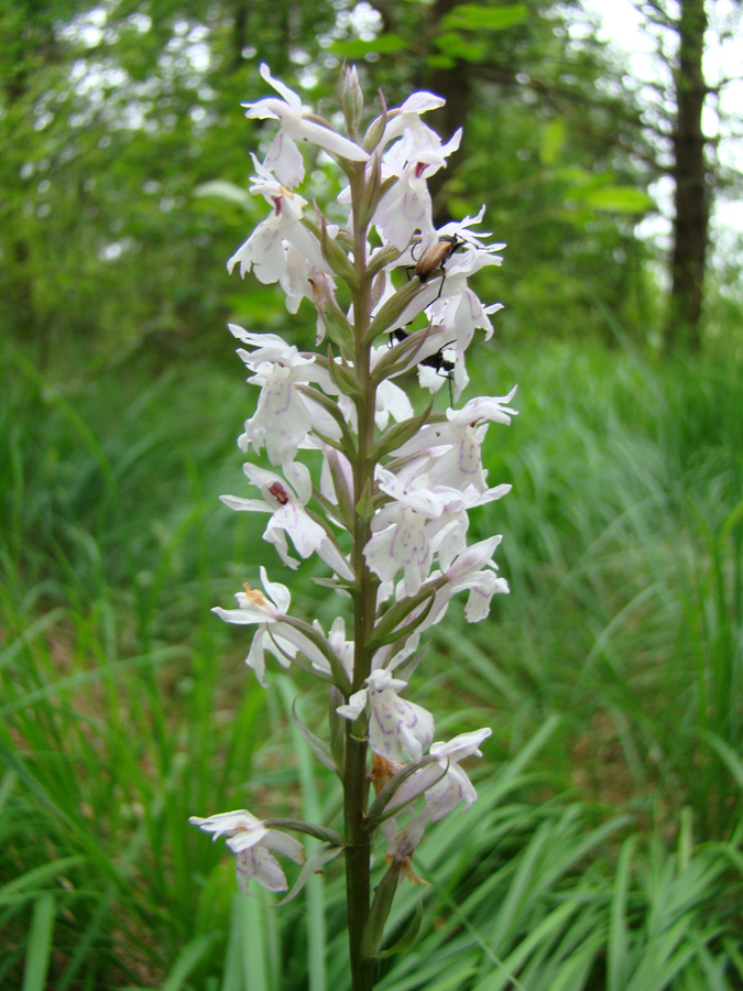 Image of Dactylorhiza fuchsii specimen.