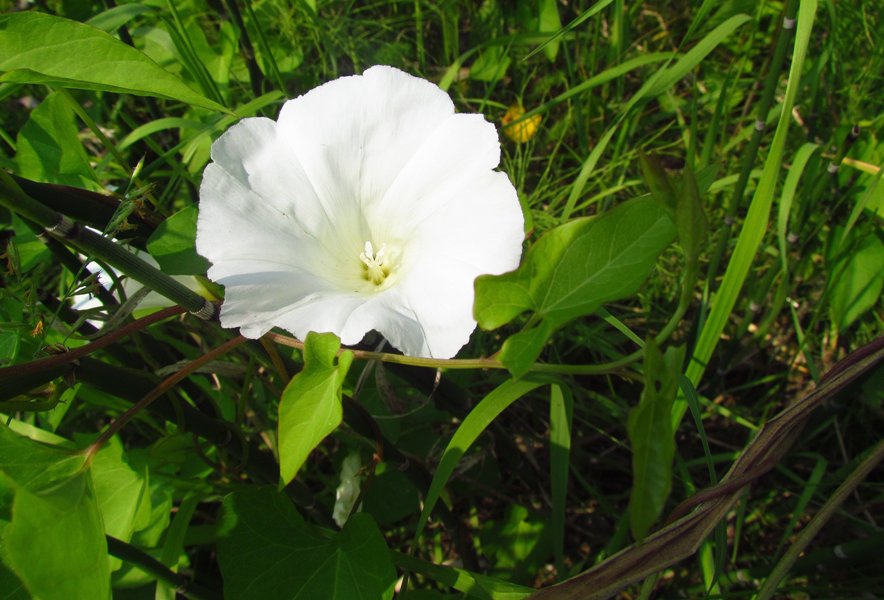 Изображение особи Calystegia sepium.