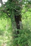 Carpinus betulus. Нижняя часть ствола. Абхазия, Гудаутский р-н, Мюссерский лесной массив. 19.06.2012.
