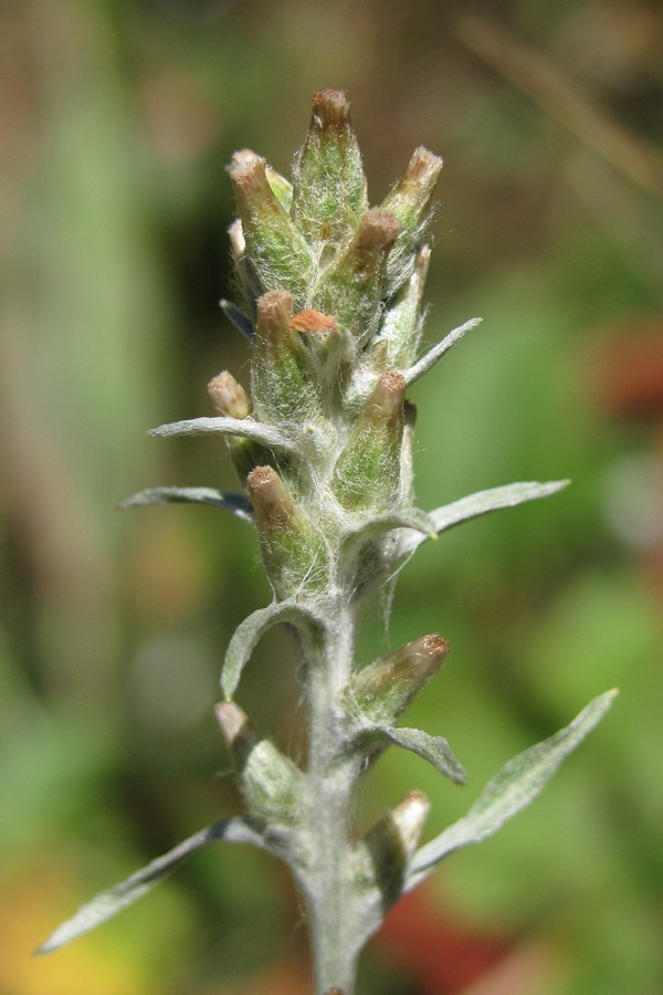 Image of Omalotheca sylvatica specimen.