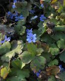 Hepatica transsilvanica