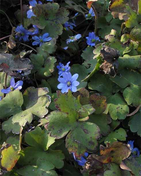 Изображение особи Hepatica transsilvanica.