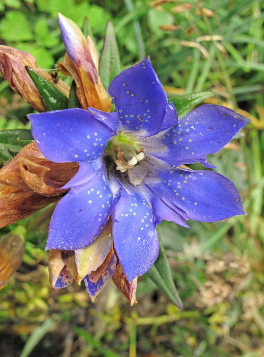 Изображение особи Gentiana scabra.