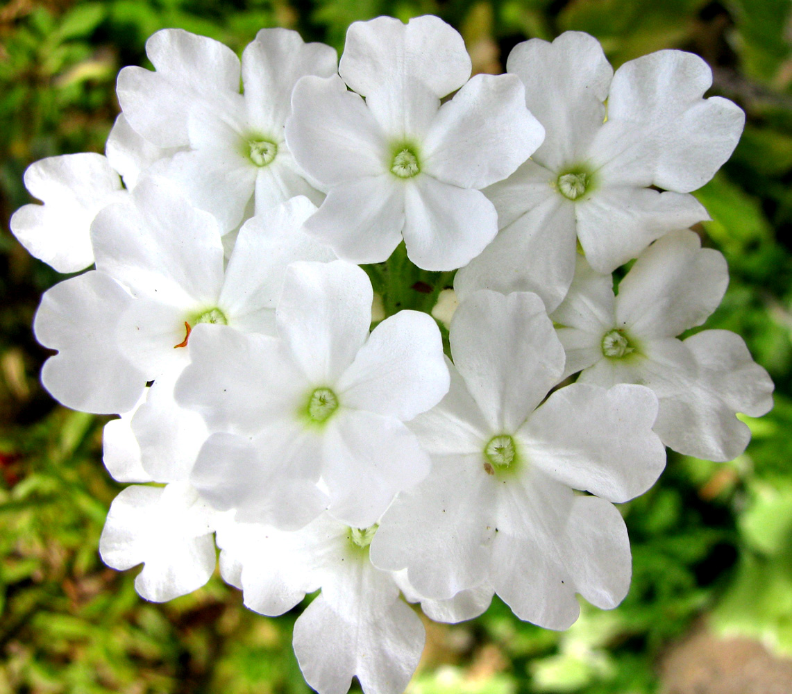 Image of Glandularia &times; hybrida specimen.