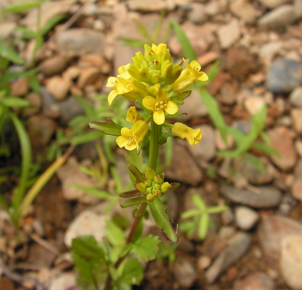 Image of Barbarea orthoceras specimen.