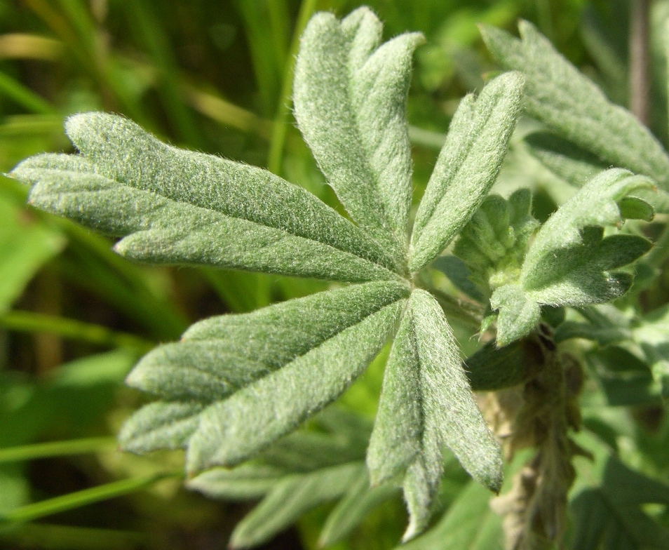 Изображение особи Potentilla impolita.