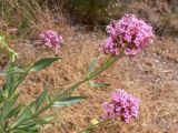 Centranthus ruber. Верхушки цветущих растений. Испания, автономное сообщество Каталония, провинция Барселона, монастырь Монтсеррат, смотровая площадка. 09.07.2012.