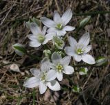 genus Ornithogalum