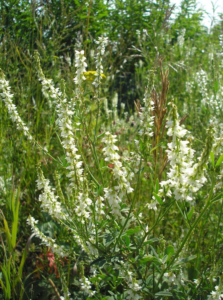 Image of Melilotus albus specimen.