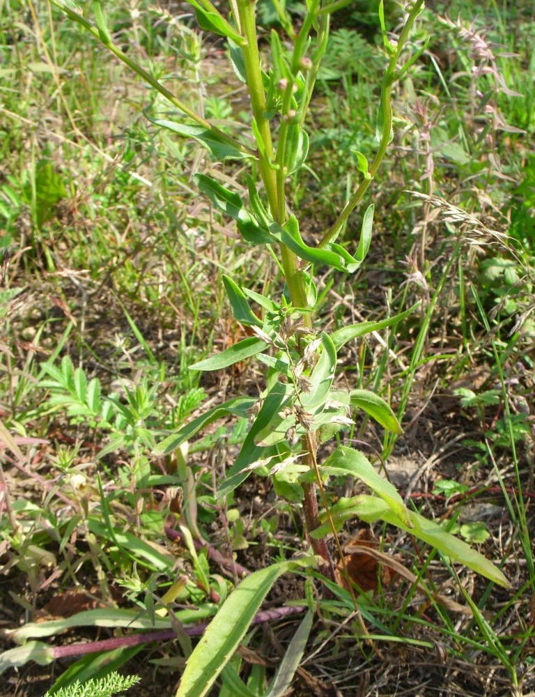 Image of Erigeron manshuricus specimen.