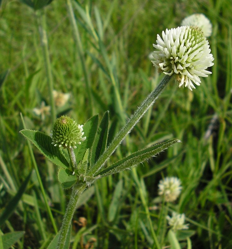 Изображение особи Trifolium montanum.