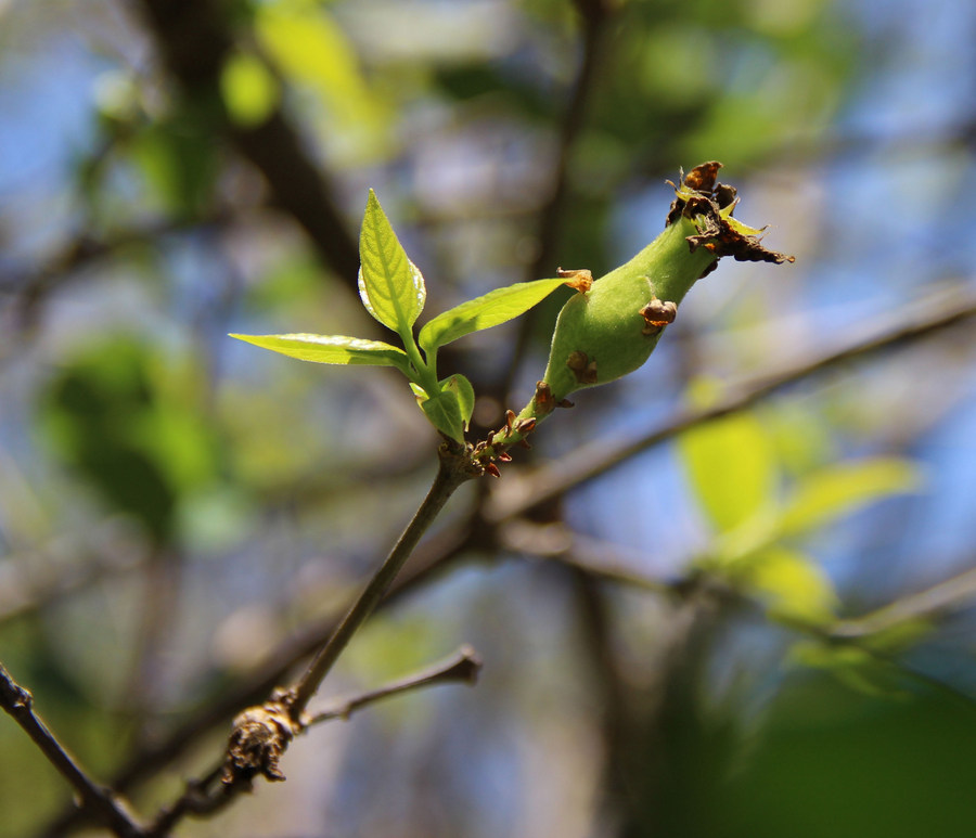 Image of Chimonanthus praecox specimen.