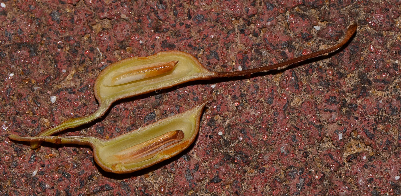 Image of genus Grevillea specimen.