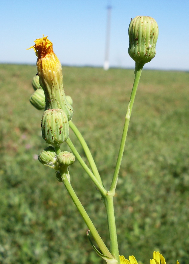 Image of Sonchus arvensis ssp. uliginosus specimen.