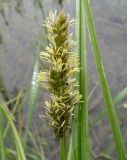 Carex vulpina. Соцветие. Московская обл., Лотошинский р-н, окр. дер. Савостино, затопленный луг. 22.05.2013.