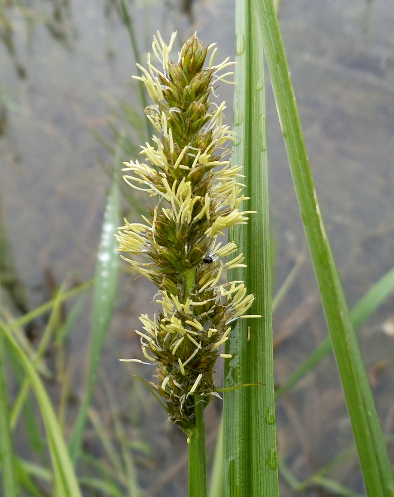 Изображение особи Carex vulpina.