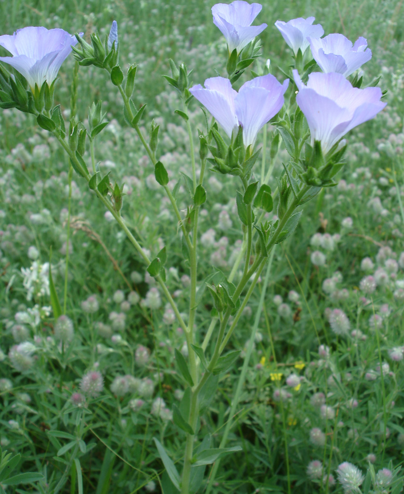 Изображение особи Linum hirsutum.