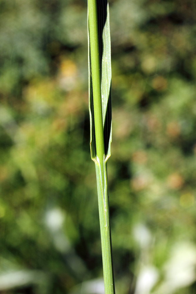 Изображение особи Bromopsis inermis.