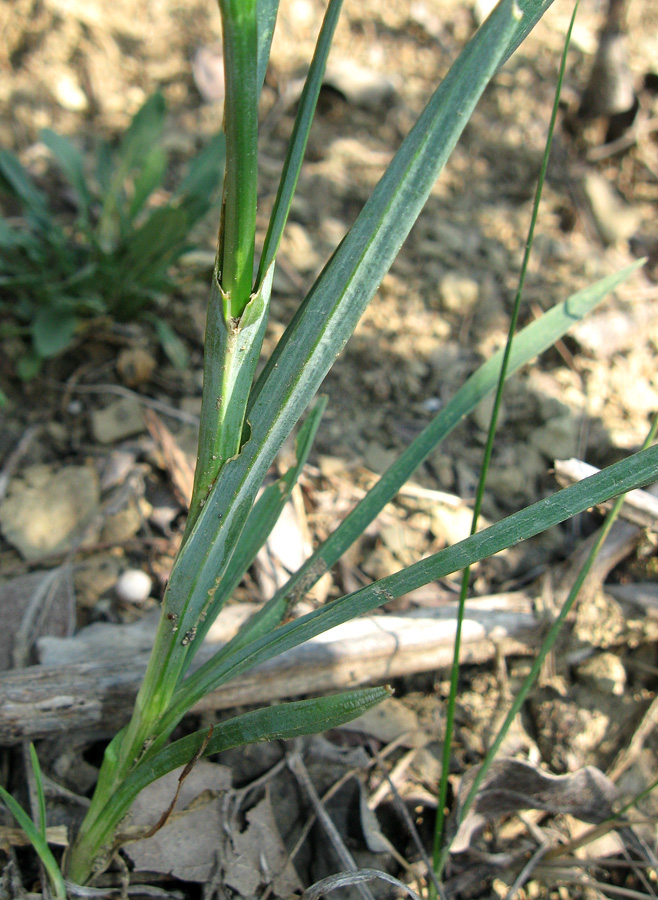 Image of Dianthus capitatus specimen.