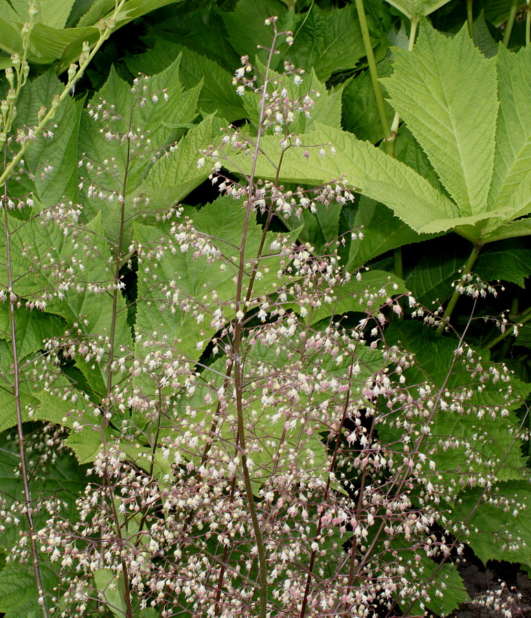 Image of genus Heuchera specimen.