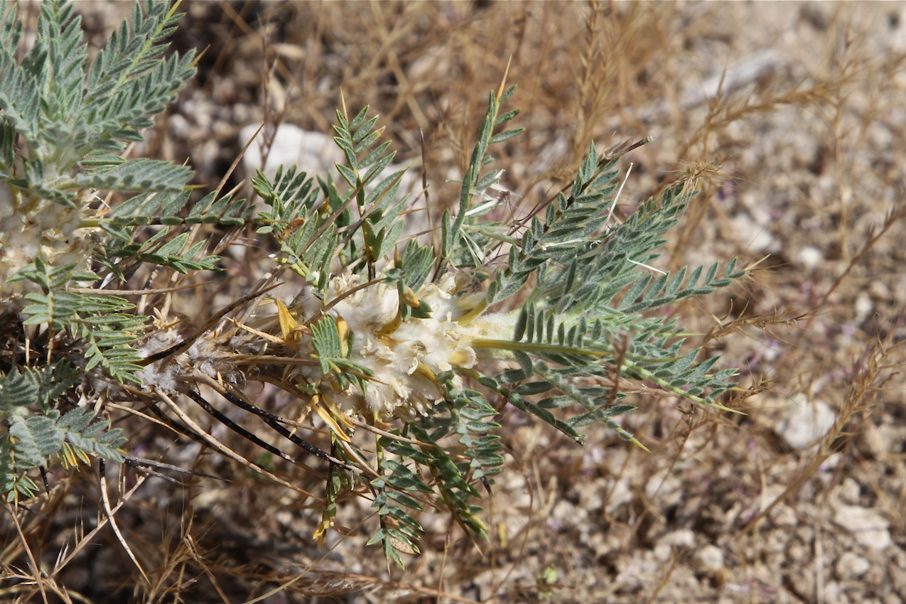 Изображение особи Astragalus leiosemius.