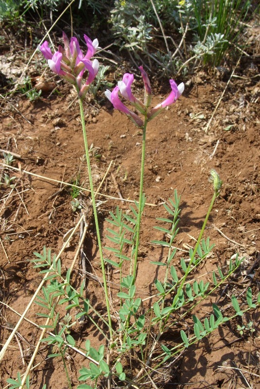 Image of Astragalus macropus specimen.