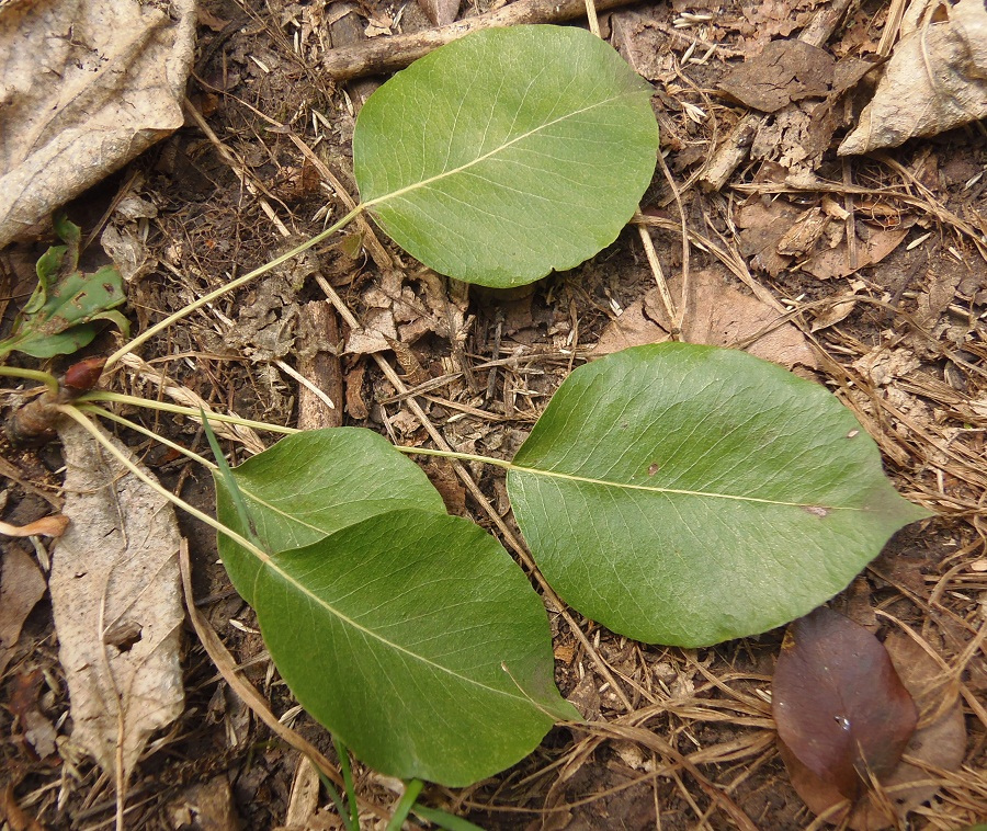 Image of Pyrus pyraster specimen.