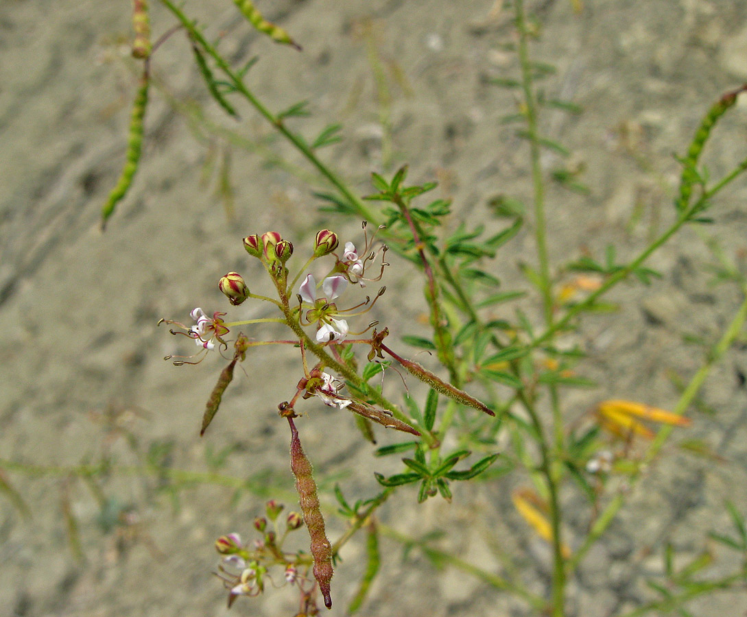 Image of Cleome canescens specimen.