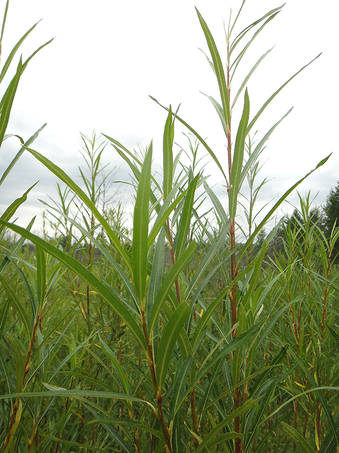 Image of Salix schwerinii specimen.